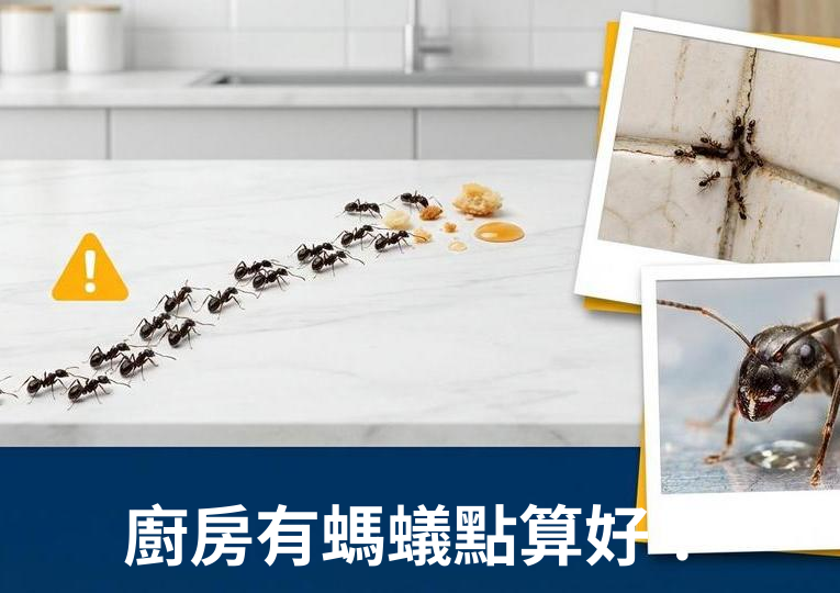 廚房有螞蟻點算好？天然驅蟻方法與預防全攻略